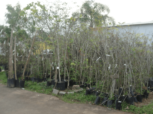 selo ambiental